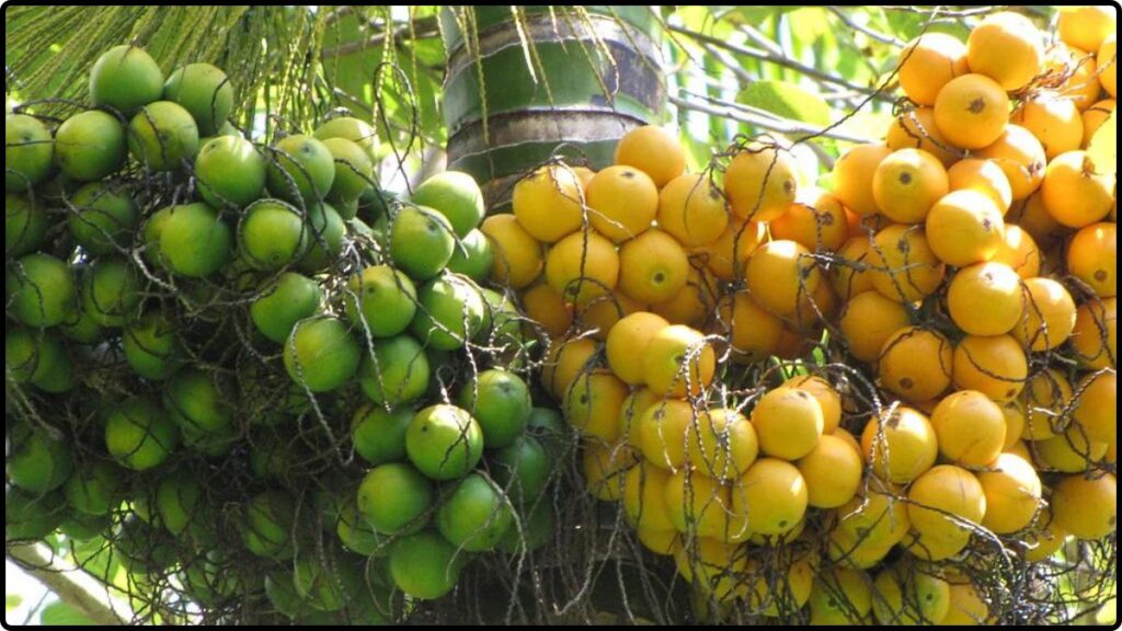 Areca Nut Farming 