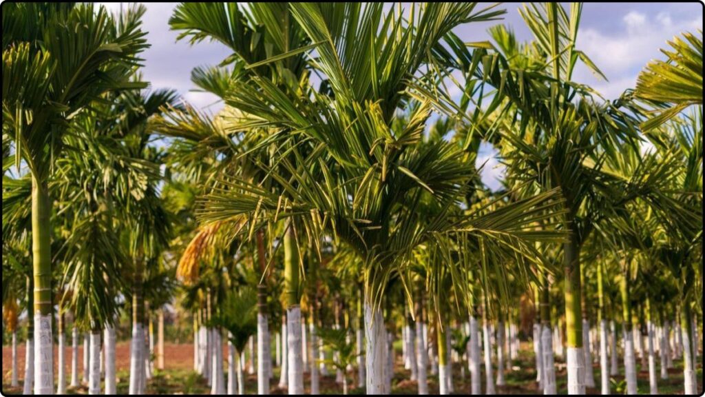 Areca Nut Farming 