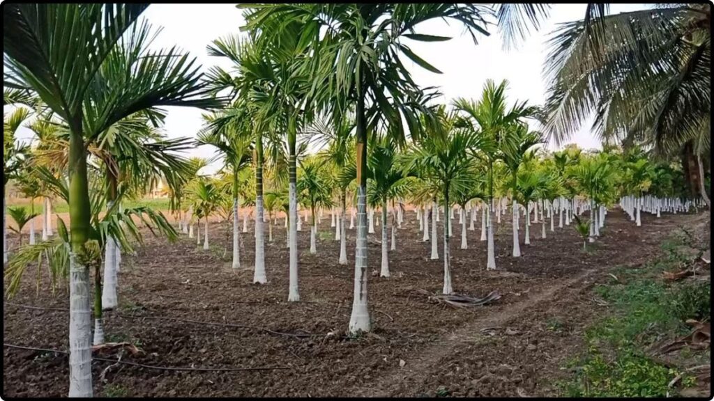 Areca Nut Farming 